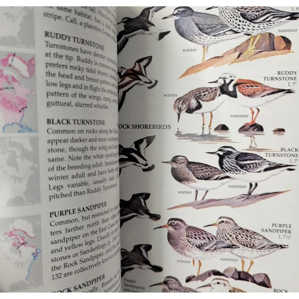 Golden Field Guide Birds of North America Revised Edition Paperback 1983 Book